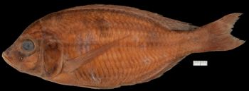 Media type: image;   Ichthyology 131950 Aspect: lateral,description